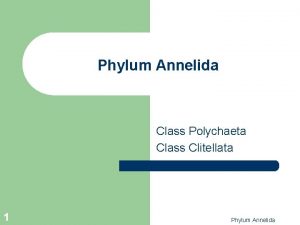 Phylum Annelida Class Polychaeta Class Clitellata 1 Phylum
