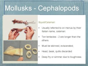 Mollusks Cephalopods SquidCalamari Usually referred to on menus