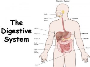 The Digestive System Digestion The process of breaking