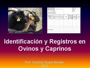 Identificacin y Registros en Ovinos y Caprinos Prof