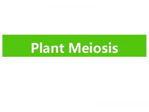 Plant Meiosis Plant Meiosis Animals vs Plants Plant