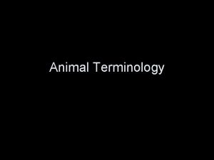 Animal Terminology Cattle Cattle Bull uncastrated male beefdairy