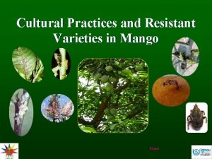 Cultural Practices and Resistant Varieties in Mango Next