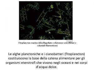 Fitoplancton marino dinoflagellate e diatomee unicellulari e coloniali