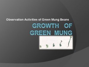 Observation Activities of Green Mung Beans GROWTH OF