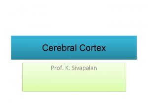 Cerebral Cortex Prof K Sivapalan Major Sulci of