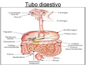Tubo digestivo SISTEMA DIGESTIVO El aparato digestivo es