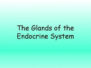 The Glands of the Endocrine System Endocrine Glands