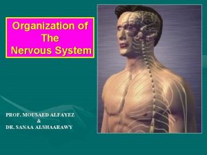 Organization of The Nervous System PROF MOUSAED ALFAYEZ