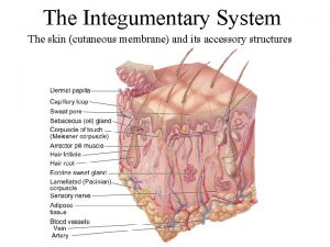 The Integumentary System The skin cutaneous membrane and