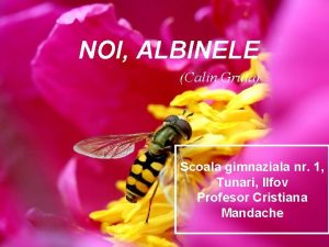 NOI ALBINELE Calin Gruia Scoala gimnaziala nr 1