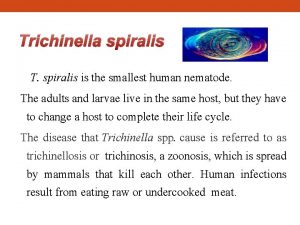 Trichinella spiralis T spiralis is the smallest human