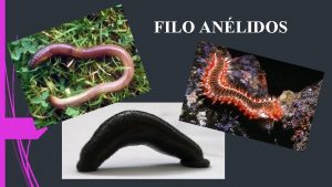 FILO ANLIDOS CARACTERSTICAS DIAGNSTICAS MARINOS DULCEACUCOLAS Y TERRESTRES