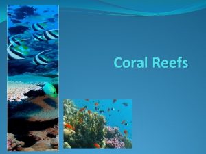Coral Reefs What exactly are coral reefs Coral