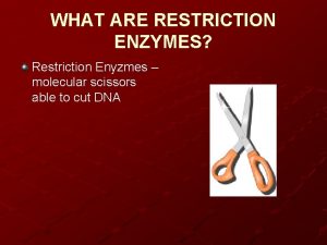 WHAT ARE RESTRICTION ENZYMES Restriction Enyzmes molecular scissors