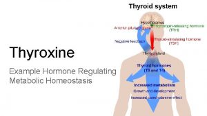 Thyroxine Example Hormone Regulating Metabolic Homeostasis Thyroxine Hormone
