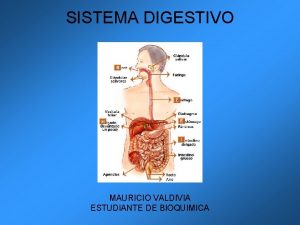 SISTEMA DIGESTIVO MAURICIO VALDIVIA ESTUDIANTE DE BIOQUIMICA SISTEMA