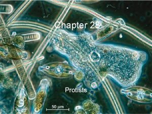 Chapter 28 Protists Protist is the informal name