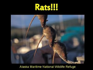 Rats Alaska Maritime National Wildlife Refuge Rodents Continue