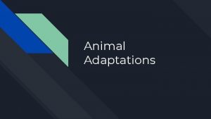 Animal Adaptations Adaptation Anything that helps an organism