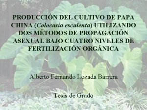 PRODUCCIN DEL CULTIVO DE PAPA CHINA Colocasia esculenta