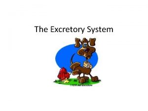 The Excretory System The Human Excretory System Human