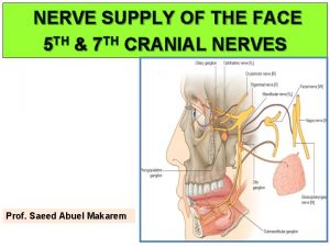 NERVE SUPPLY OF THE FACE 5 TH 7