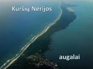 Kuri Nerijos augalai Kuri Nerijos augalija savita ir