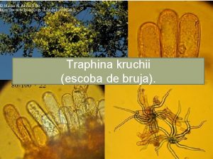 Traphina kruchii escoba de bruja 1 Descripcin Es