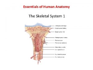 Essentials of Human Anatomy The Skeletal System 1