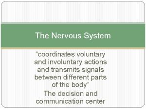 The Nervous System coordinates voluntary and involuntary actions