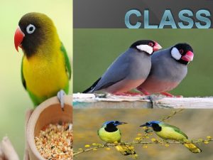 CLASS AVES What are birds Birdsclass Aves are