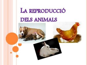 LA REPRODUCCI DELS ANIMALS 1 LA REPRODUCCI SEXUAL