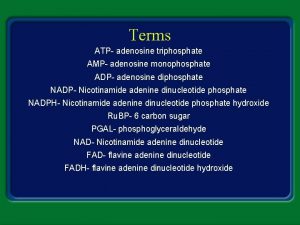 Terms ATP adenosine triphosphate AMP adenosine monophosphate ADP