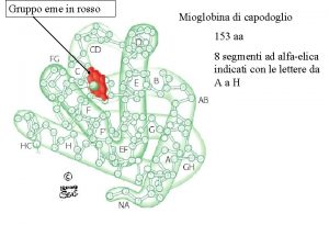 Gruppo eme in rosso Mioglobina di capodoglio 153