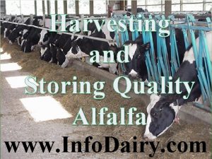 Harvesting and Storing Quality Alfalfa www Info Dairy