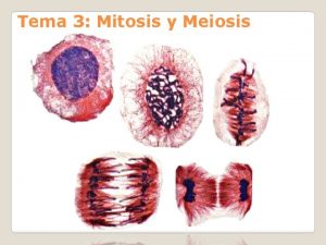 Tema 3 Mitosis y Meiosis Objetivos tema Mitosis