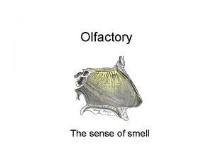 Olfactory The sense of smell Olfactory Bulbs The