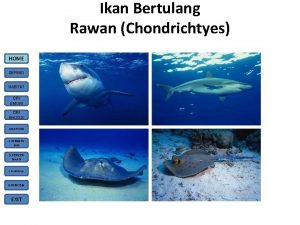 Ikan Bertulang Rawan Chondrichtyes HOME DEFINISI HABITAT CIRI