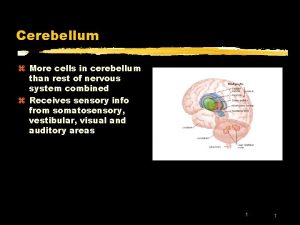 Cerebellum z More cells in cerebellum than rest