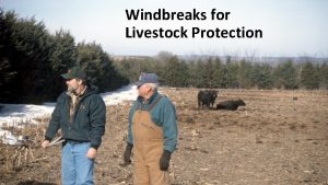 Windbreaks for Livestock Protection Livestock Protection Livestock Needs