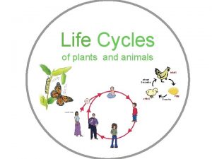 Life Cycles of plants and animals Plant life