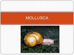 MOLLUSCA CIRI Berbentuk lunak Tidak beruasruas Triploblastik selomata