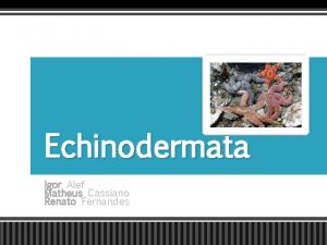 Echinodermata Igor Alef Matheus Cassiano Renato Fernandes Caractersticas