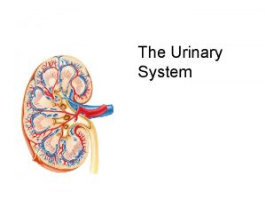 The Urinary System The Urinary System Paired kidneys