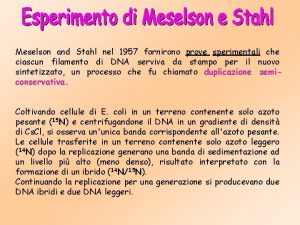 Meselson and Stahl nel 1957 fornirono prove sperimentali