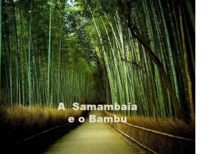 A Samambaia e o Bambu Certo dia decidi