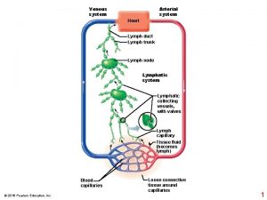 Venous system Arterial system Heart Lymph duct Lymph