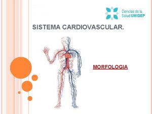 SISTEMA CARDIOVASCULAR MORFOLOGIA GENERALIDADES El sistema cardiovascular est