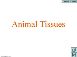 Animal tissue